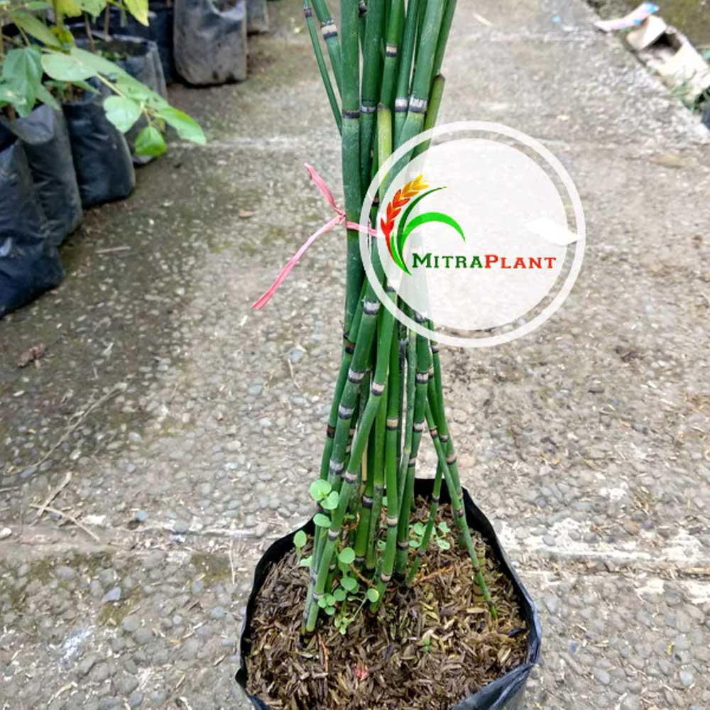 Bibit Bambu Air Tanaman Hias Bambu Air Bibit Bambu Jepang Pohon Bambu Air Mt021118 Shopee Indonesia