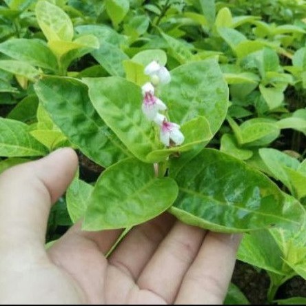 tanaman melati jepang - pohon melati jepang - melati jepang - bunga melati putih