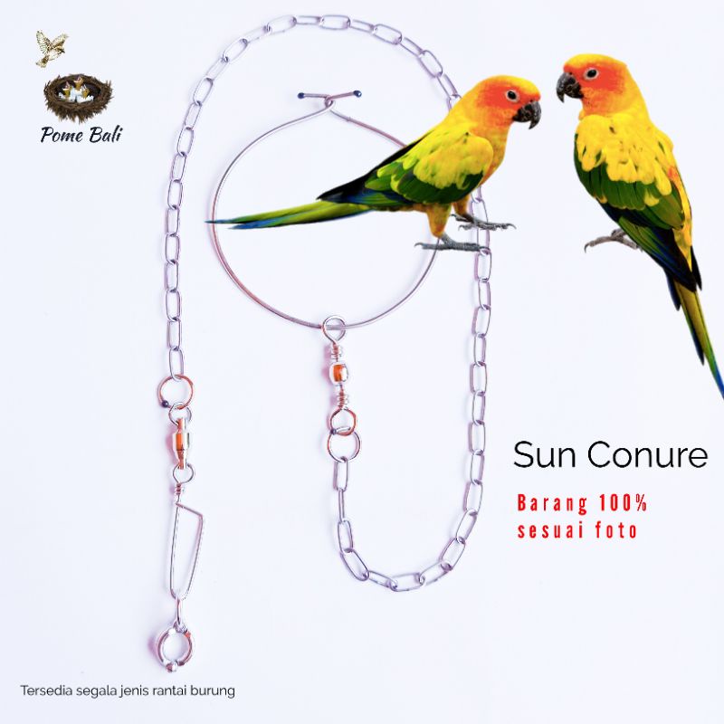 Rantai Burung Nuri Sun Conure / Pome Bali