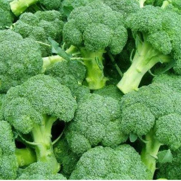 Saletopϟ 50 Biji Bibit Benih Sayur Brokoli Green F1 - Toleran Panas / Bibit Sayur Dataran Rendah / S