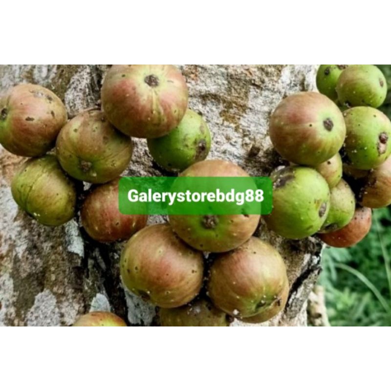 

Buah gondang / buah kondang segar 1 kg