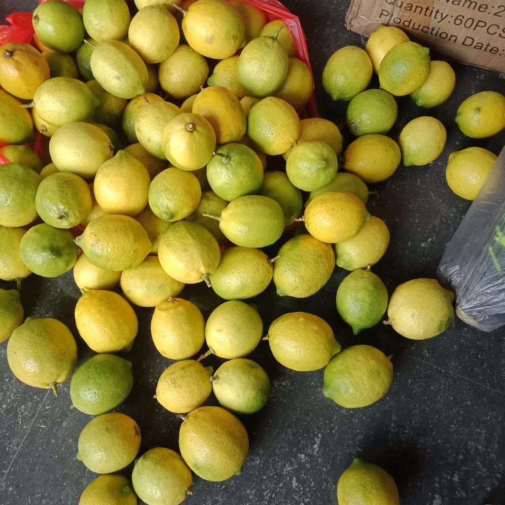 Bibit Buah Jeruk Import Lemon Eureka