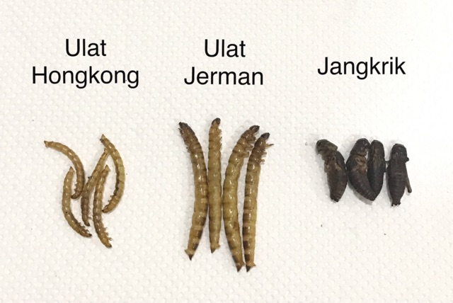 ULAT HONGKONG 25gr ULAT JERMAN 25gr JANGKRIK 25gr MIXBUGS ULAT KERING JANGKRIK KERING DRIED MEALWORM