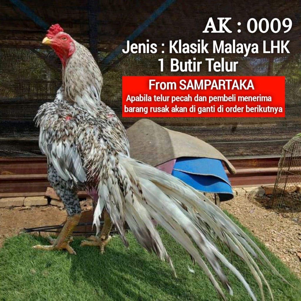 Telur ayam ekor lidi hias asli super aduan bangkok klasik 1 butir