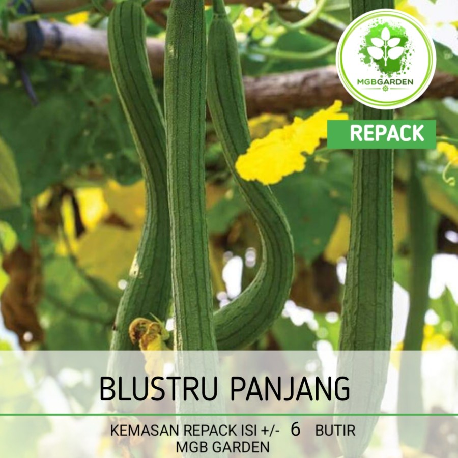 BENIH/BIJI (BAKAL BIBIT) BLUSTRU PANJANG REPACK EKONOMIS