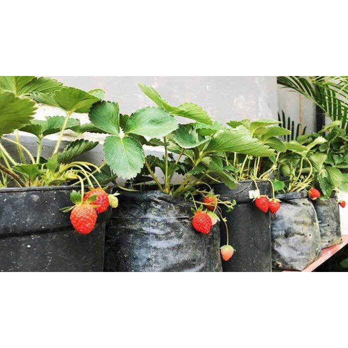 Bibit Strawberry Mencir 10 pohon