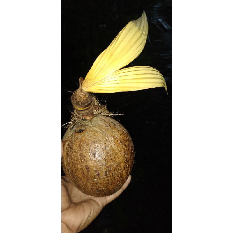 Bahan Bonsai kelapa Albino