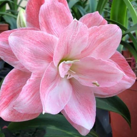 

ONGKIR9RB Umbi amarylis