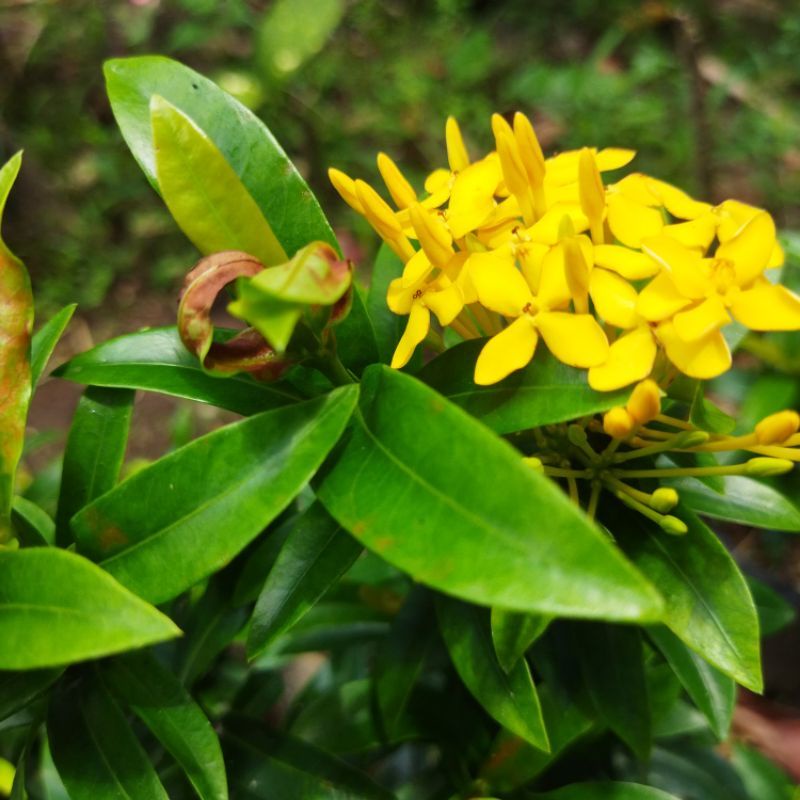 bunga asoka / tanaman asoka / bunga kuning