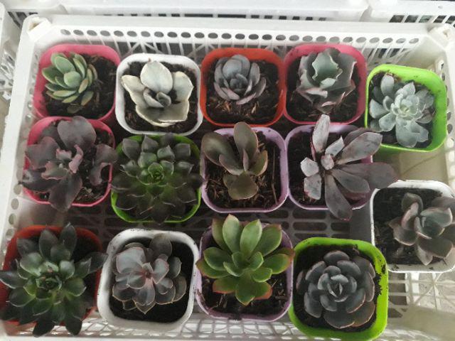Paket Hemat Tanaman Hias Sukulen Kaktus Isi 5pcs Bisa Indoor Outdoor
