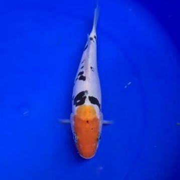 ikan koi tancho sanke asal blitar TSK02