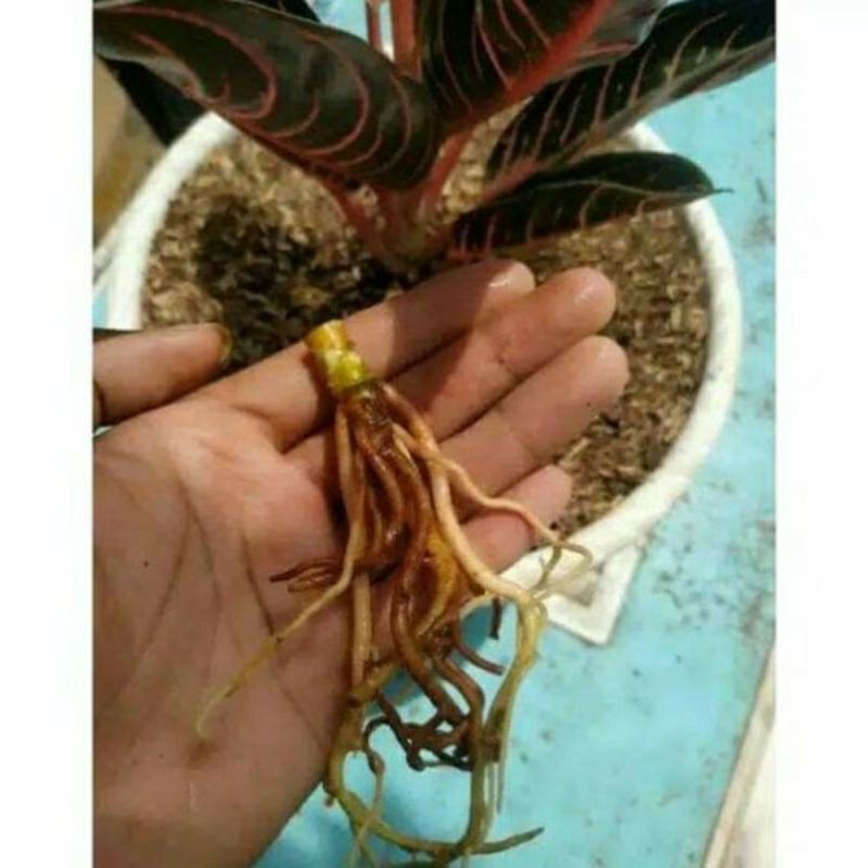 Bonggol Aglonema Red Sumatra