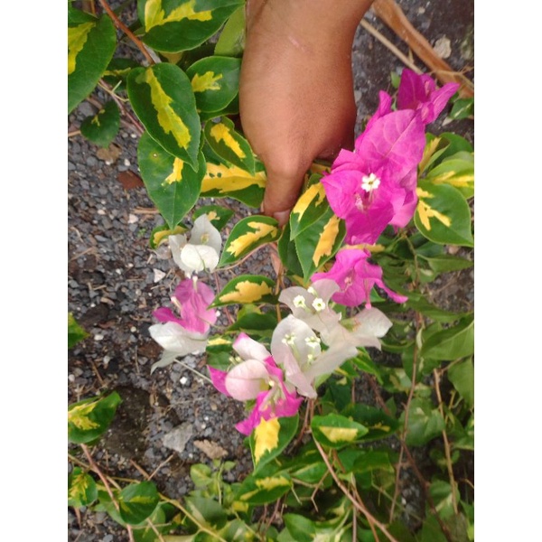 bougenville coconut ice varigata kuning