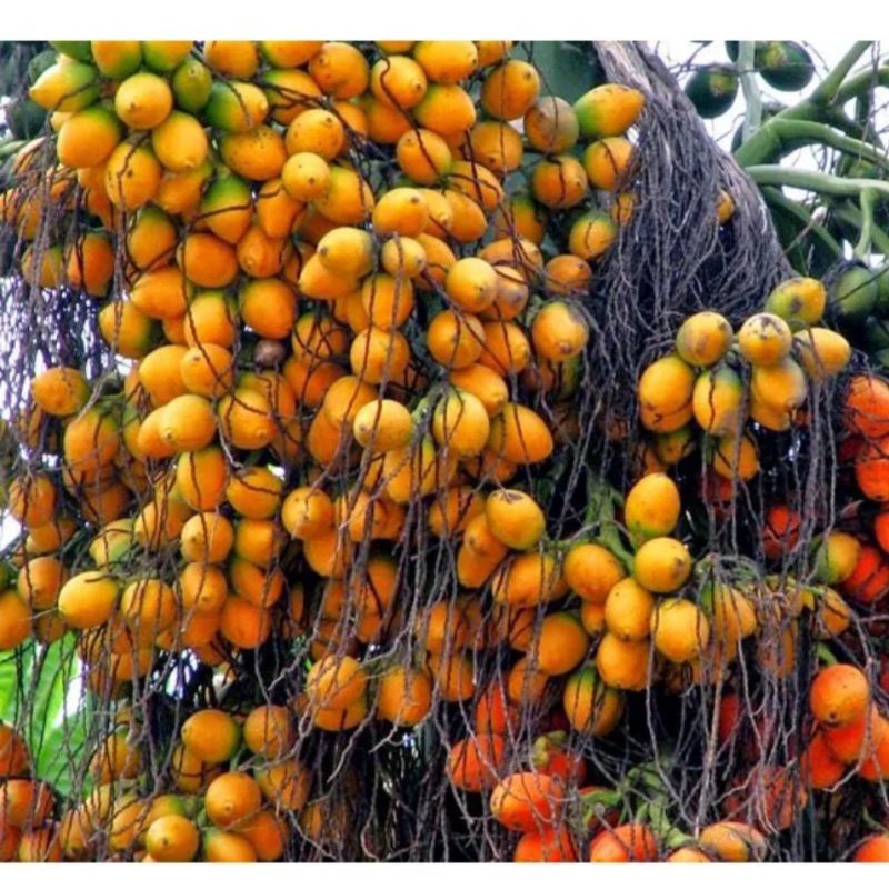 

1KG PINANG TUA/BUAH PINANG TUA SEGAR (TERMURAH)