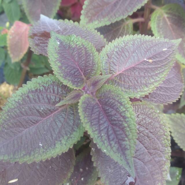 

Miana herbal