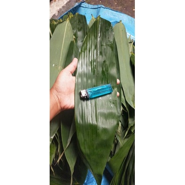 

daun bambu untuk bak cang / bacang per lembar segar besar dan lebar (TERMURAH)