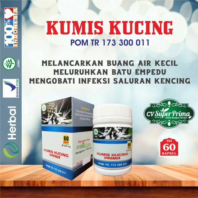 HERBAL KUMIS KUCING MEMBANTU MELANCARKAN /MELURUHKAN BATU EMPEDU/MENGOBATI INFEKSI SALURAN KENCING