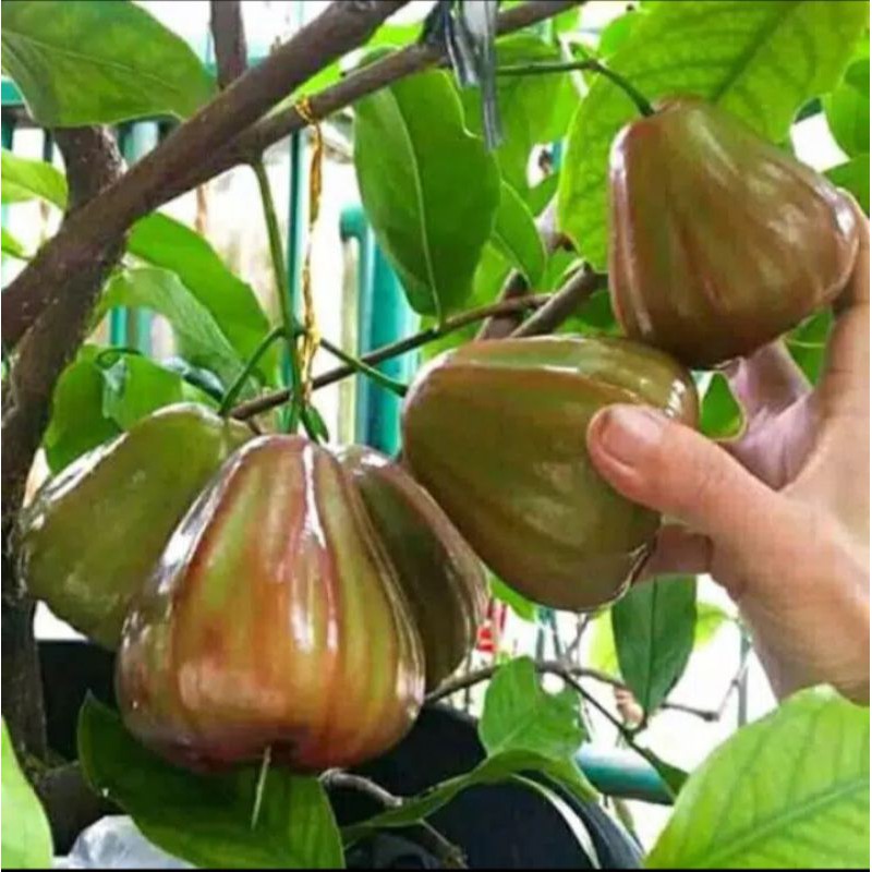 Bibit jambu air king rose