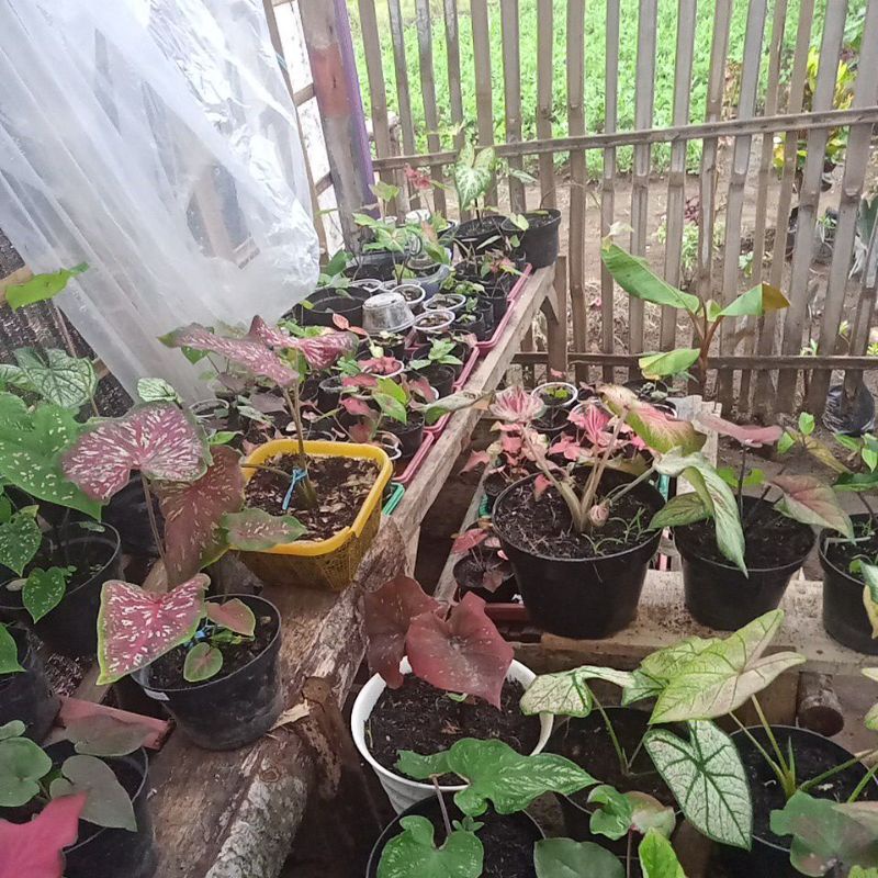 jenis tanaman keladi