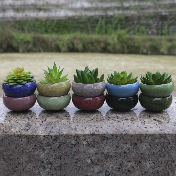 Pot Tanaman Succulent Mini untuk Taman