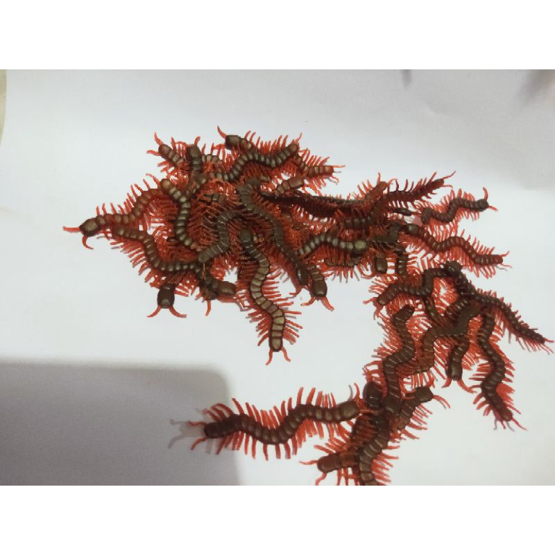 MAINAN KELABANG SEPERTI ASLI