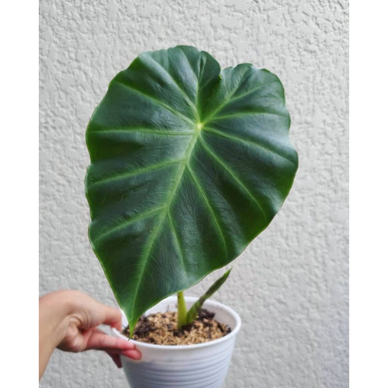 tanaman hias keladi vivipara / alocasia vivipara remusatia