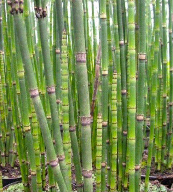 Tanaman Hias Bambu Air Aneka Tanaman Bunga