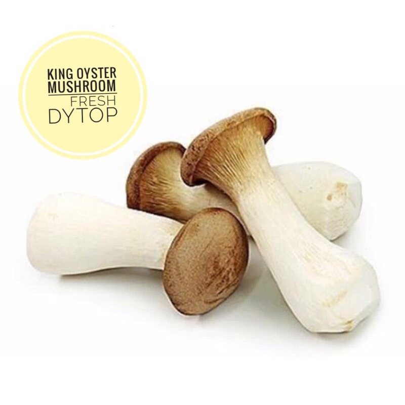 

Jamur Jumbo Mushroom King Oyster Ukuran Jumbo - Per Pack