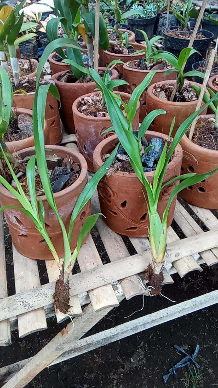 Oncidium Golden Sower