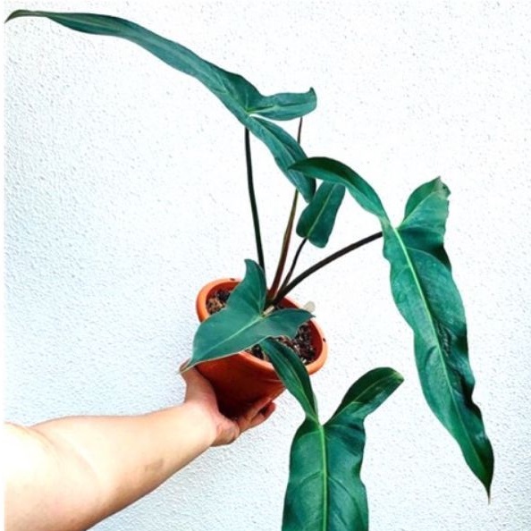 Tanaman Hias Philo Mexicanum