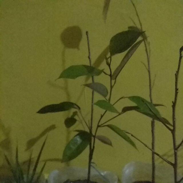 Bibit Tanaman Buah Durian Montong