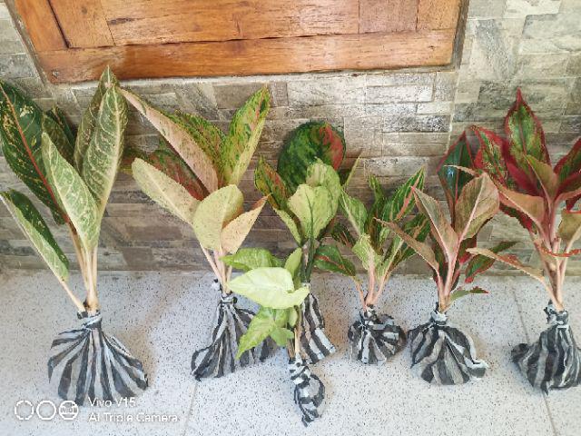 Aglonema Big Roy / Lulaiwan Ukuran Besar / Tananaman Hias Big Roy