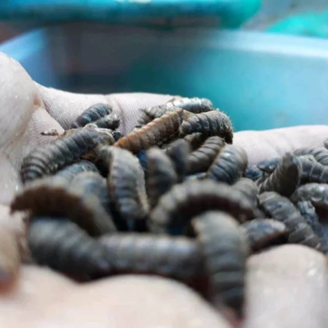 pupa Maggot BSF