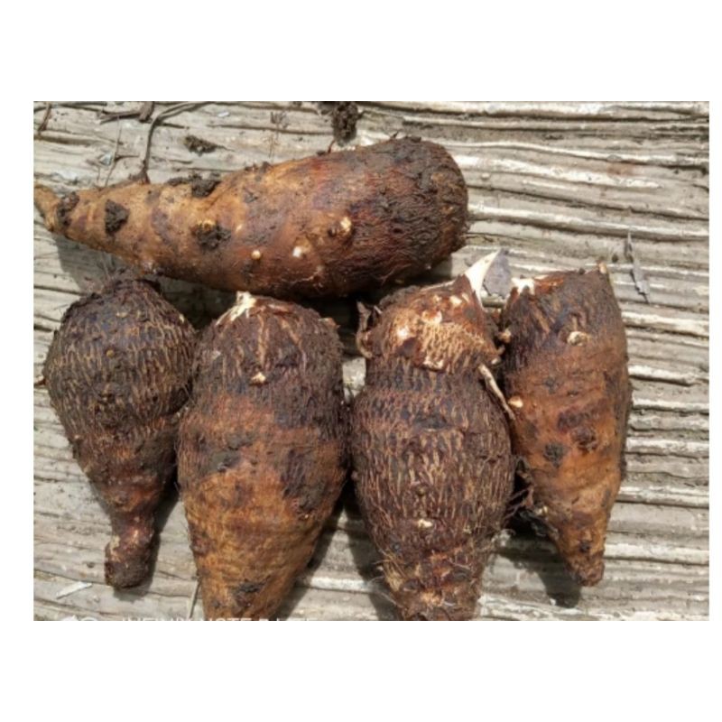

talesgunungharga1kg12000