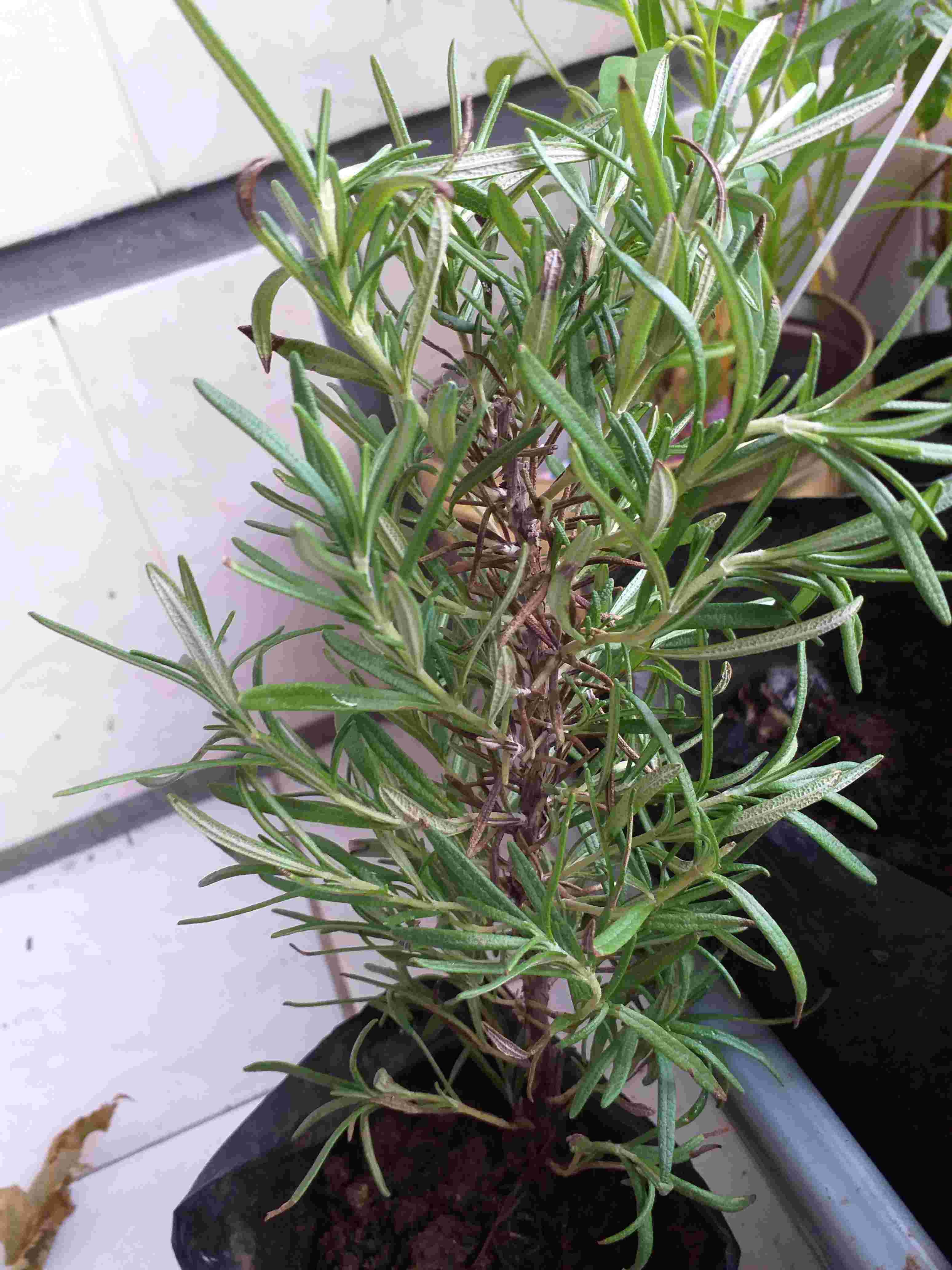 Bibit Rosemary
