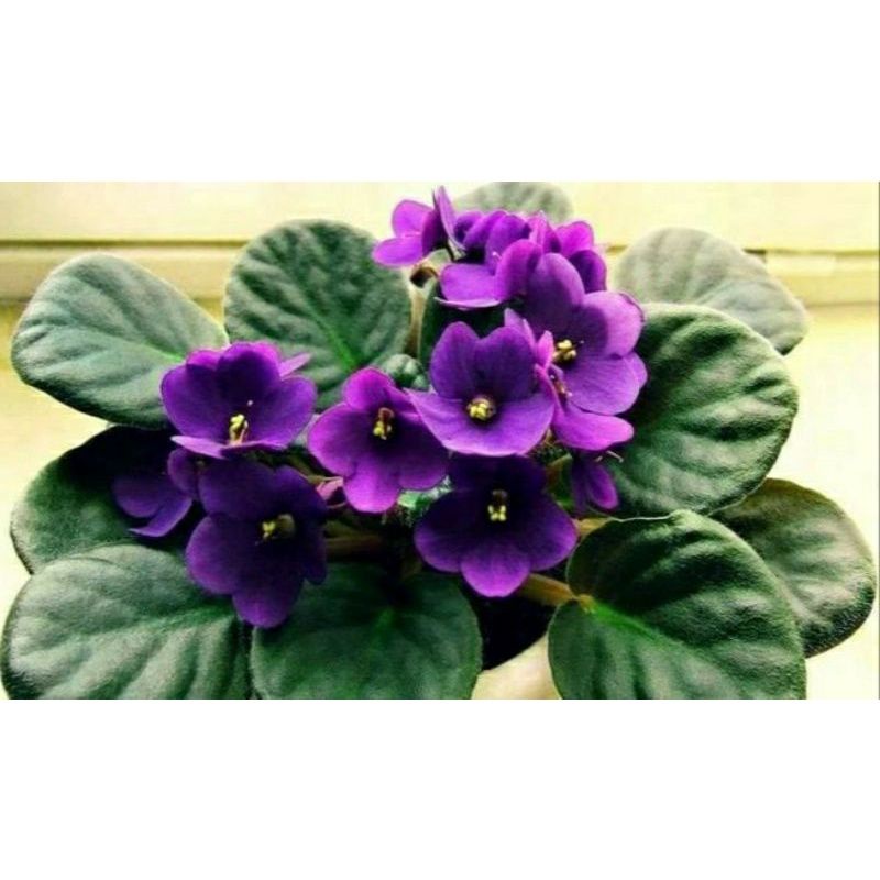 macam macam bunga Violces