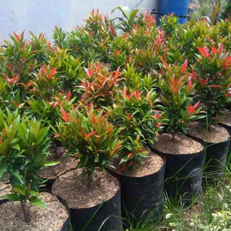 Jual Tanaman Hias Pucuk Merah I Syzygium Oleana Shopee Indonesia