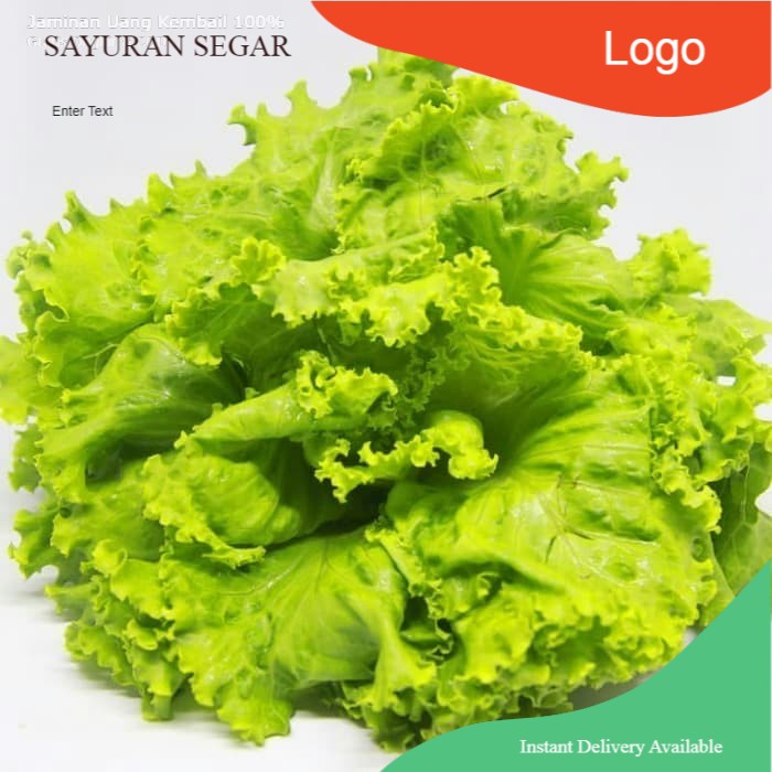

selada keriting 500 gram