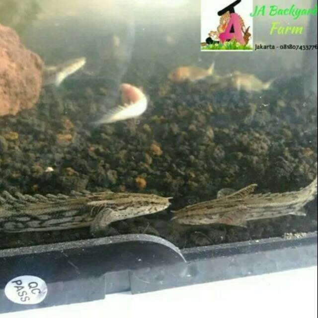 IKAN PALMAS ENDLICHERI