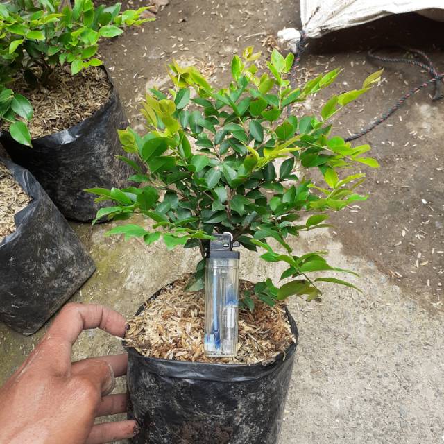 Jivara56 Bibit Anggur Brazil