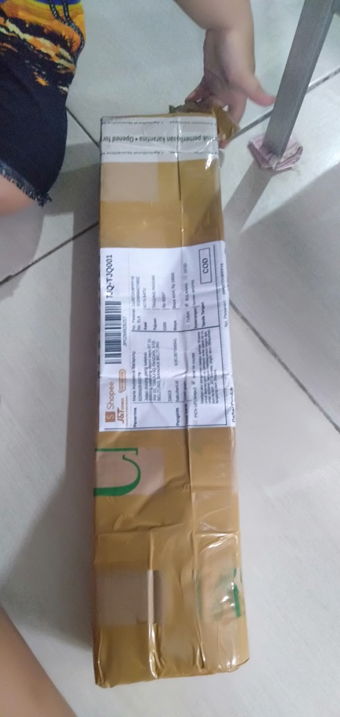 Tanaman Hias Asparagus Densiflorus Atau Ekor Tupai Murah