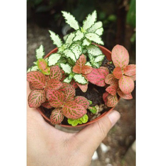 fittonia mix 130221