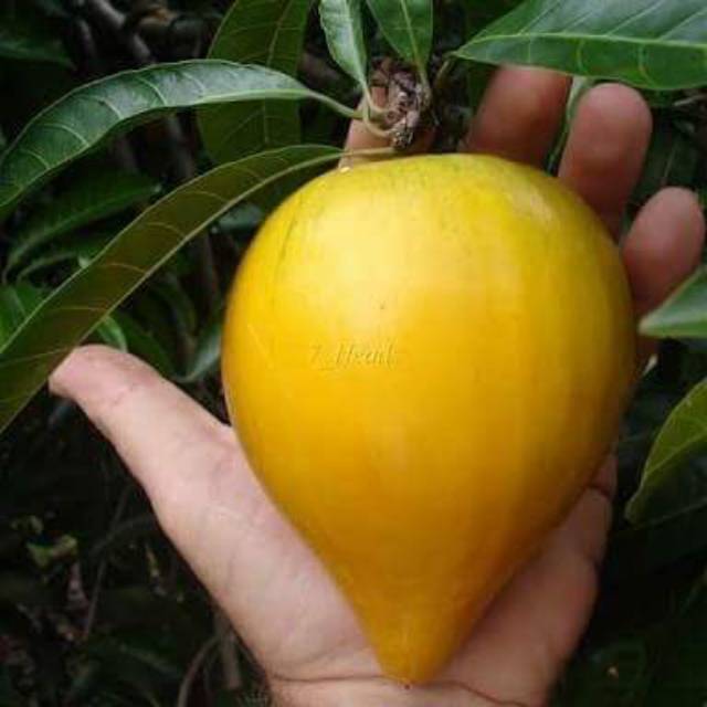 Bibit yellow sapote super