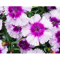 dianthus remix - tanaman anyelir - bibit bunga dianthus ( 2 warna)