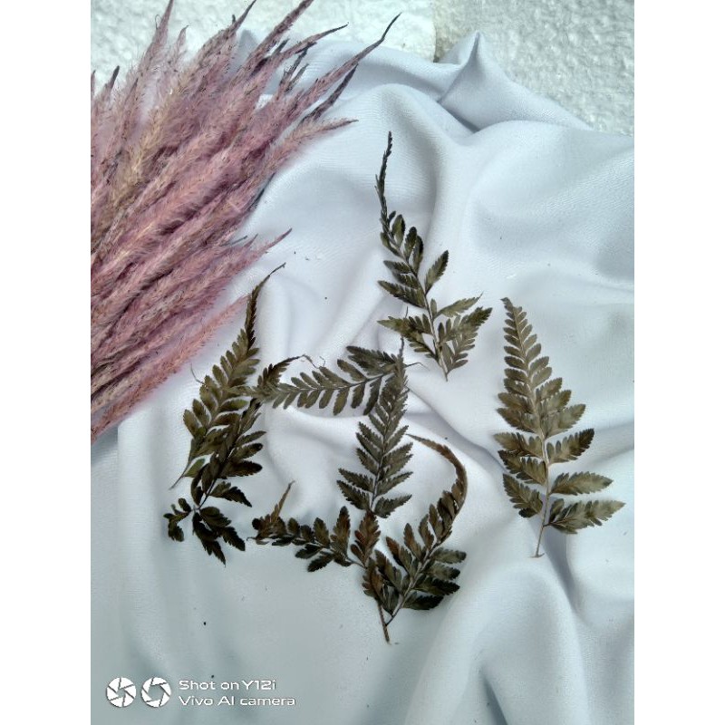 DAUN PAKIS /DAUN PAKU KERING CRAFT MAHAR