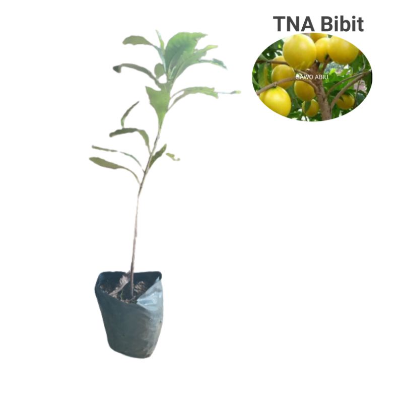 bibit sawo abiu okulasi super