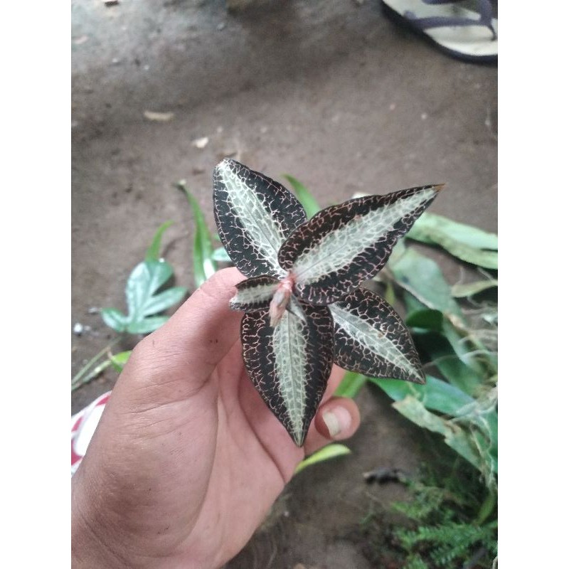 

jewel orcid goodyera