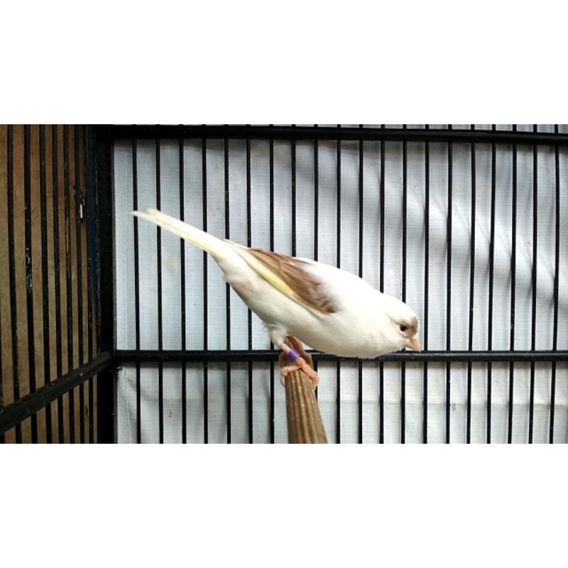 KENARI F1YS BETINA SIAPAN WARNA PANDA MOKA POSTUR MANTAP