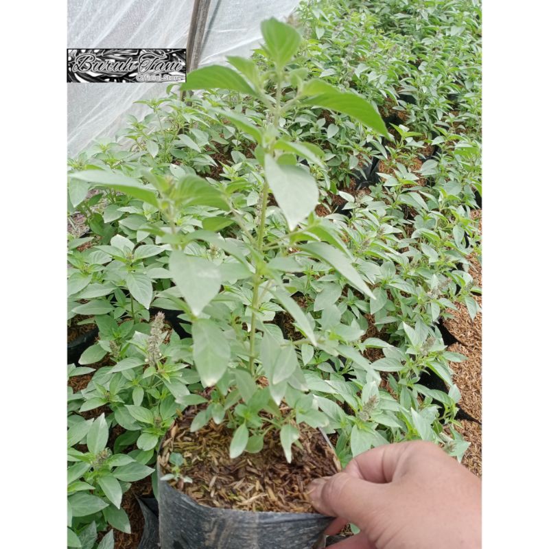 

bibit sayur kemangi - Bibit Tanaman Sayur Kemangi - Tanaman Daun Kemangi