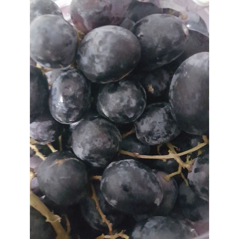

anggur autumn